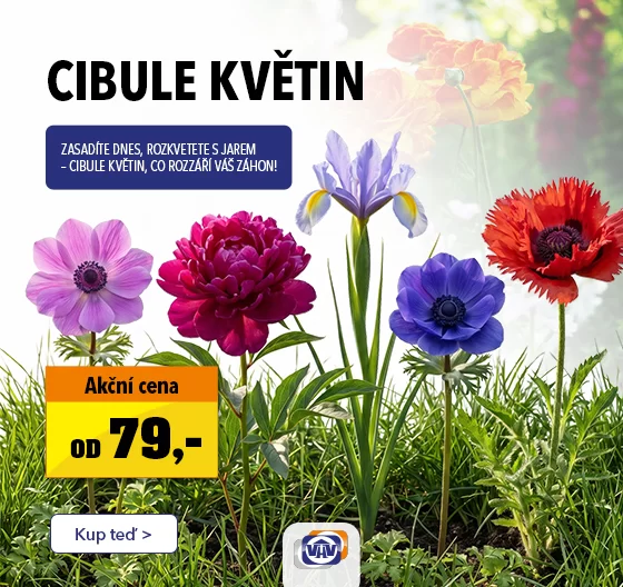 Cibule květin