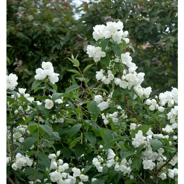 Philadelphus "Schneesturm" 30-40 VKR2L