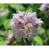 Deutzia scabra Rosea Plena 15-20 C1,4L
