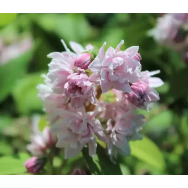 Deutzia scabra Rosea Plena 15-20 C1,4L