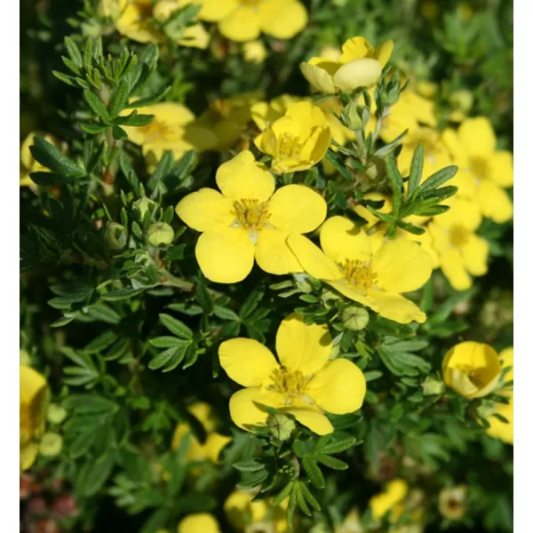 Potentilla frut. 'Annette' 20-30 C1,4L žlutá