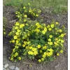 Potentilla fruticosa 'Goldteppich' 20-30