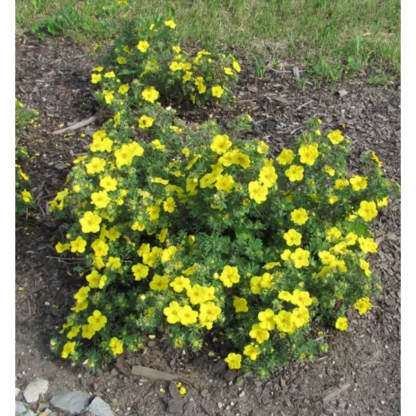 Potentilla fruticosa 'Goldteppich' 20-30