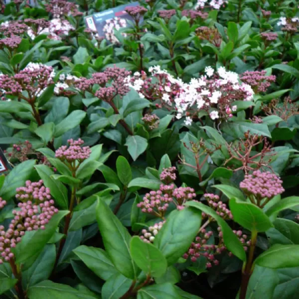 Viburnum tinus km50 C3L