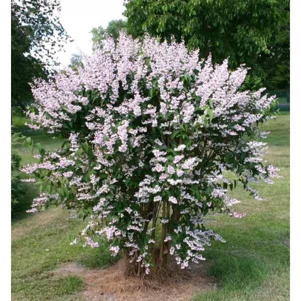 Deutzia scabra Rosea Plena 15-20 C1,4L