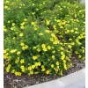 Potentilla fruticosa 'Goldteppich' 20-30