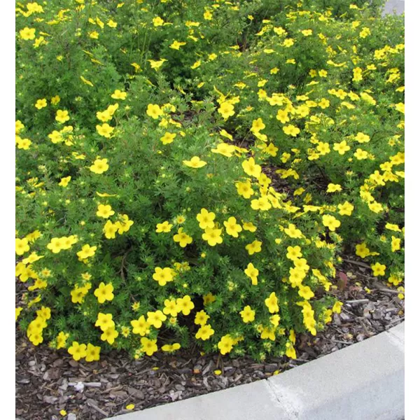 Potentilla fruticosa 'Goldteppich' 20-30