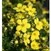 Potentilla fruticosa 'Goldteppich' 20-30
