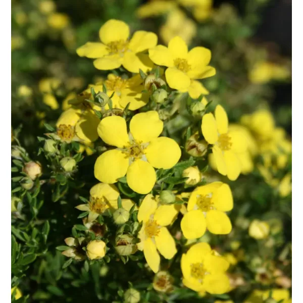Potentilla fruticosa 'Goldteppich' 20-30