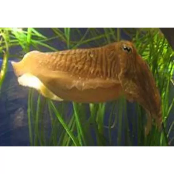 JUKO Sépiové velké zlomky nad 5cm 250g