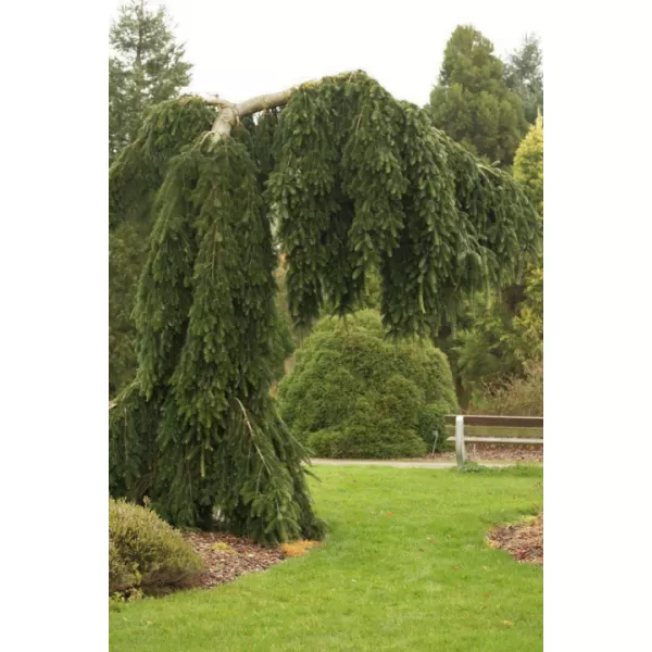 Abies nordmanniana Pendula 10-15 C2L