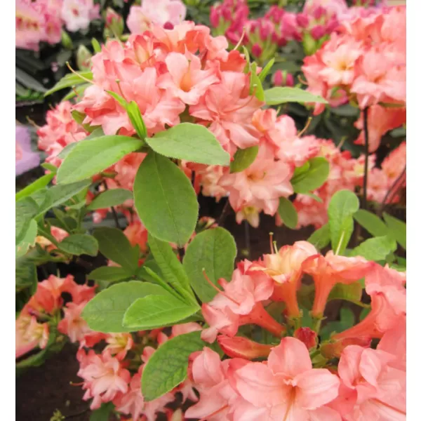 Azalea (KH) 'Rosenkopfchen' 30-40 C2,5L