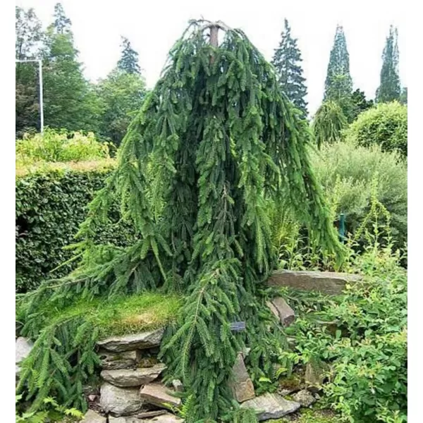 Abies nordmanniana Pendula 10-15 C2L