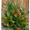 Prunus laurocerasus TITAN km.90cm C10L