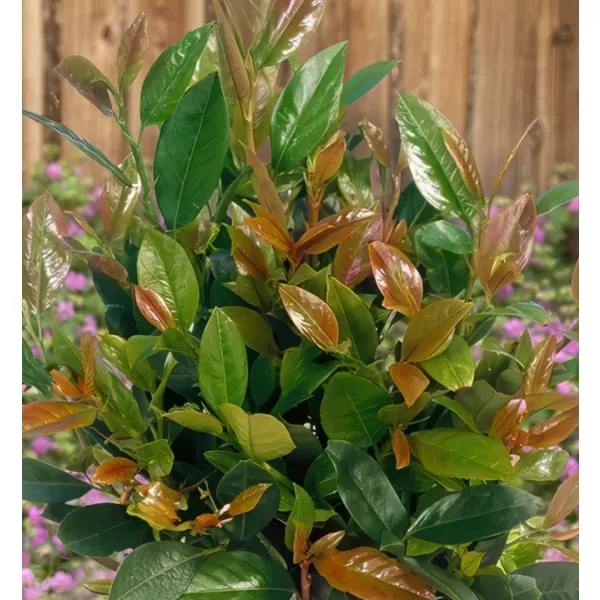 Prunus laurocerasus TITAN km.90cm C10L