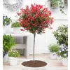 Photinia fraseri Red Robin km.120cm C15L