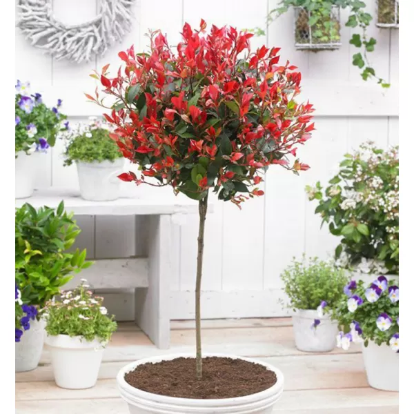 Photinia fraseri Red Robin km.120cm C15L