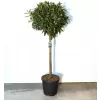 Prunus laurocerasus TITAN km.90cm C10L