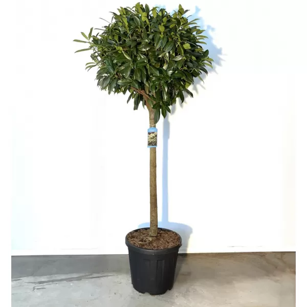 Prunus laurocerasus TITAN km.90cm C10L