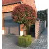 Photinia fraseri Red Robin km.120cm C15L