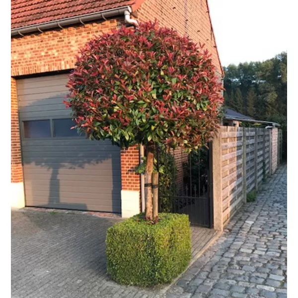 Photinia fraseri Red Robin km.120cm C15L
