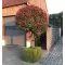 Photinia fraseri Red Robin km.120cm C15L