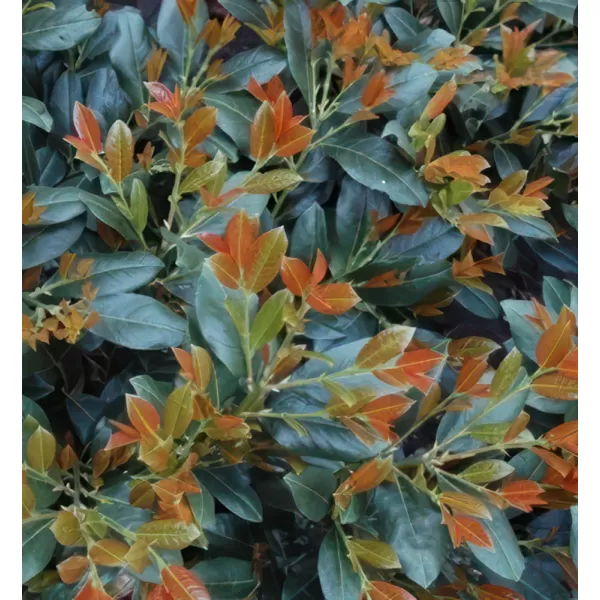 Prunus laurocerasus TITAN km.90cm C10L