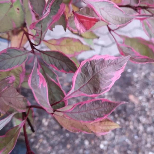 Cornus alba 'Miracle' km90 C5L