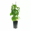 Rubus idaeus 'Tulameen' 30-40 RP2L
