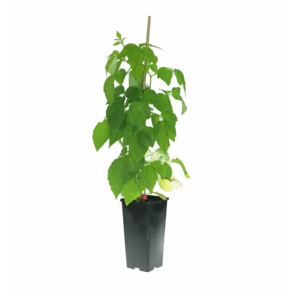 Rubus idaeus 'Tulameen' 30-40 RP2L