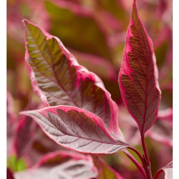 Cornus alba 'Miracle' km90 C5L