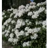 Rhododendron (T) 'Cunningh. White' 030-040 C5L