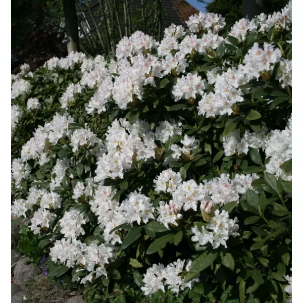 Rhododendron (T) 'Cunningh. White' 030-040 C5L