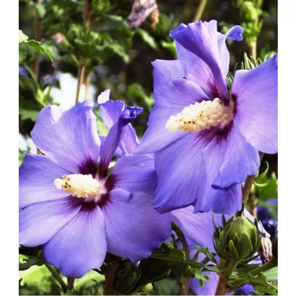 Hibiscus syr. 'Oiseau Bleu' 40-60 C3L