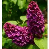 Syringa vulgaris And an Ludwig sp km.90cm C10L