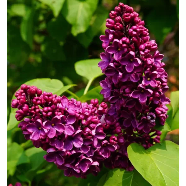 Syringa vulgaris And an Ludwig sp km.90cm C10L