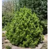 Pinus leucodermis 'Compact Gem 25-30 C2,5l