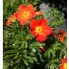 Potentilla fruticosa 'Red Ace' 20-30 C1,5L