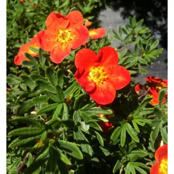 Potentilla fruticosa 'Red Ace' 20-30 C1,5L