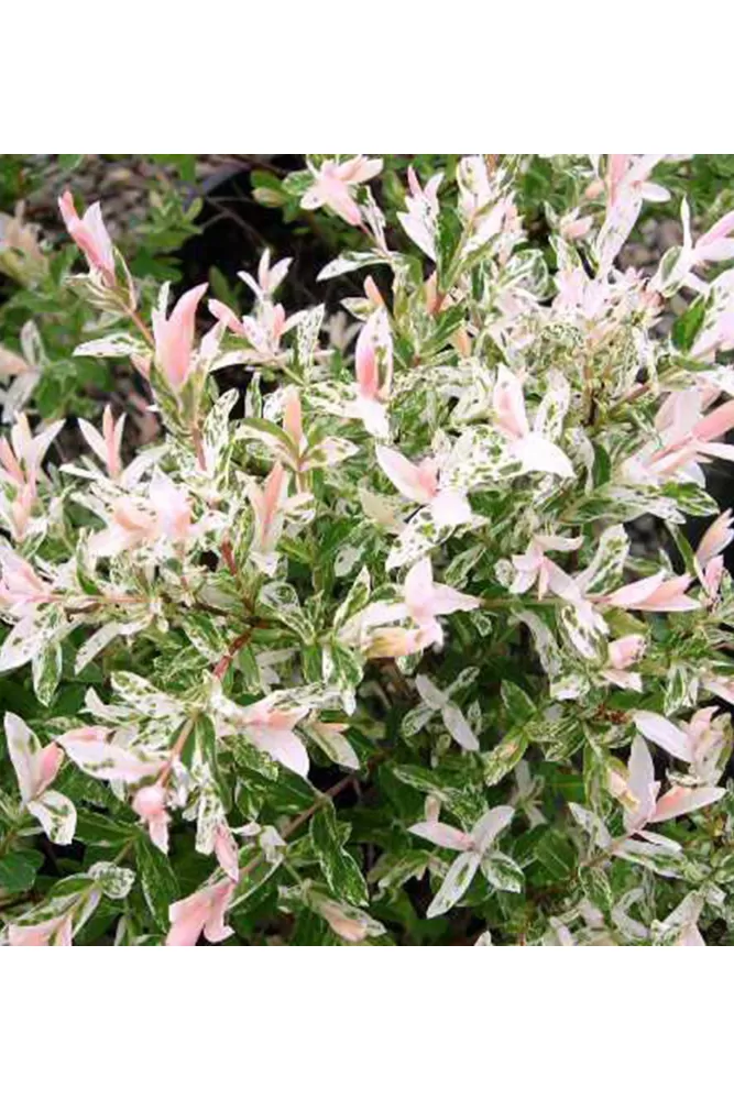 Salix Integra 'Hakuro Nishiki', Zierweide Produktbild-Vorschau 5