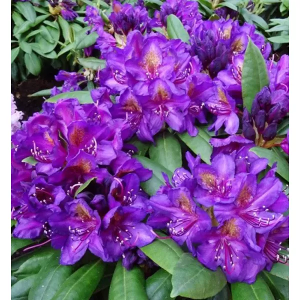 Rhododendron (T) 'Marcel Menard' 30-40 C5L