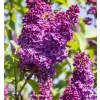 Syringa vulgaris And an Ludwig sp km.90cm C10L