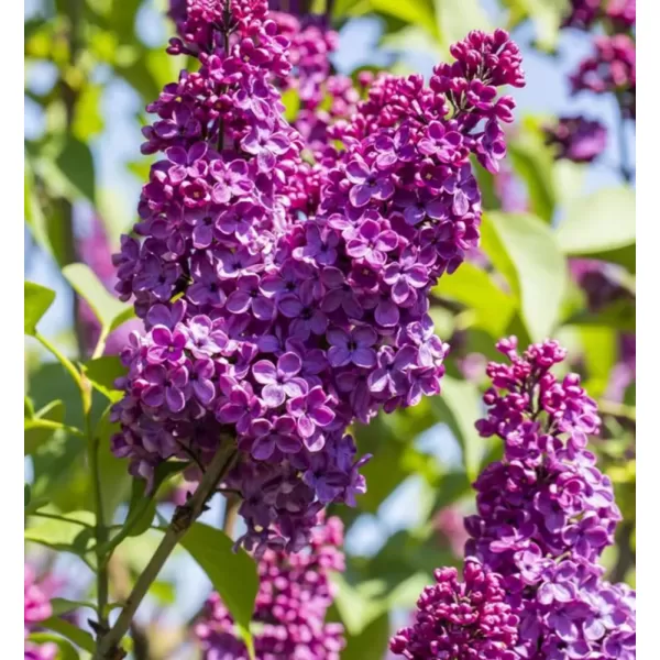 Syringa vulgaris And an Ludwig sp km.90cm C10L
