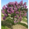 Syringa vulgaris And an Ludwig sp km.90cm C10L