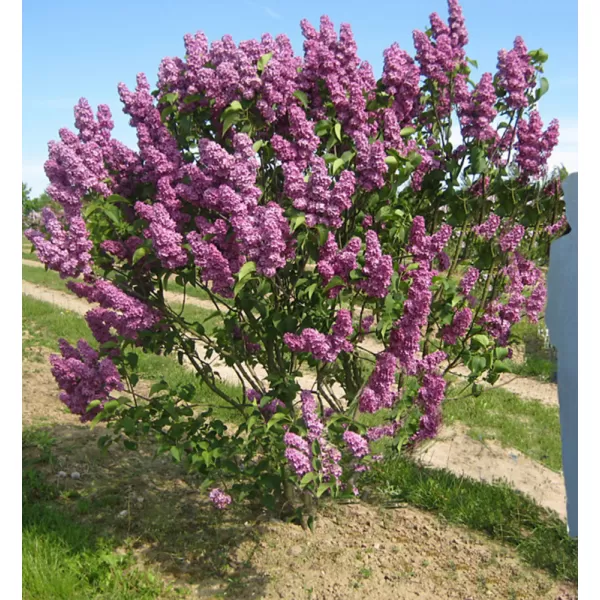 Syringa vulgaris And an Ludwig sp km.90cm C10L