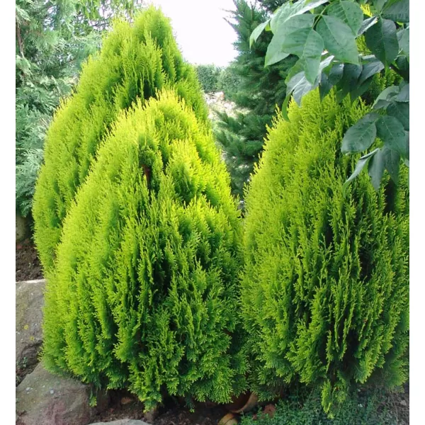 Thuja orient. 'Aurea Nana' 15-20 C2L