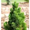 Pinus leucodermis 'Compact Gem 25-30 C2,5l