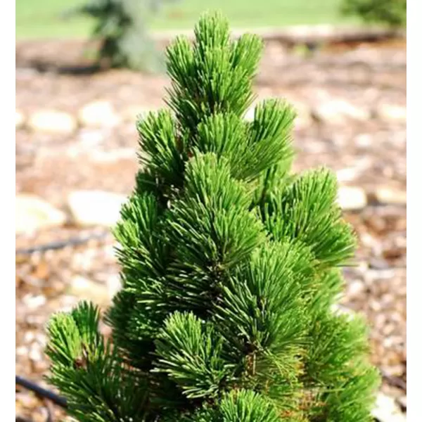 Pinus leucodermis 'Compact Gem 25-30 C2,5l