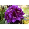 Rhododendron (T) 'Marcel Menard' 30-40 C5L