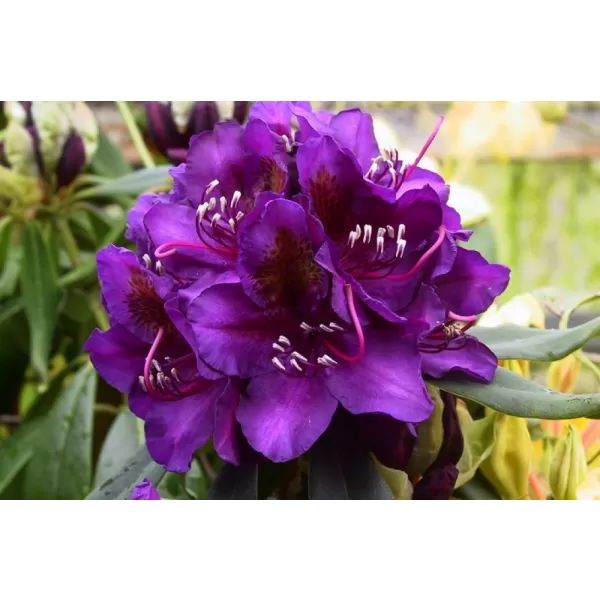 Rhododendron (T) 'Marcel Menard' 30-40 C5L